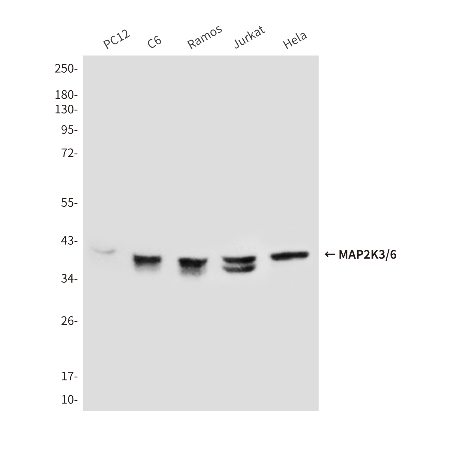 Mouse anti-MAP2K6 Monoclonal Antibody(8A11)