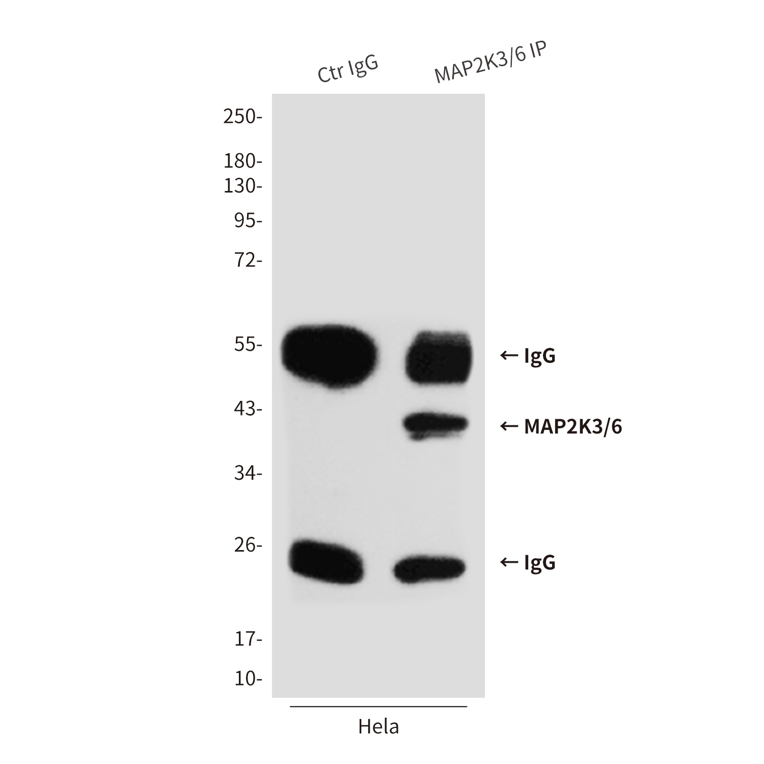Mouse anti-MAP2K6 Monoclonal Antibody(8A11)