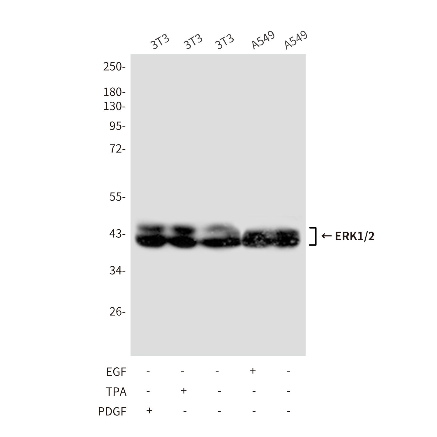 Mouse anti-ERK1/2 Monoclonal Antibody(4A4)