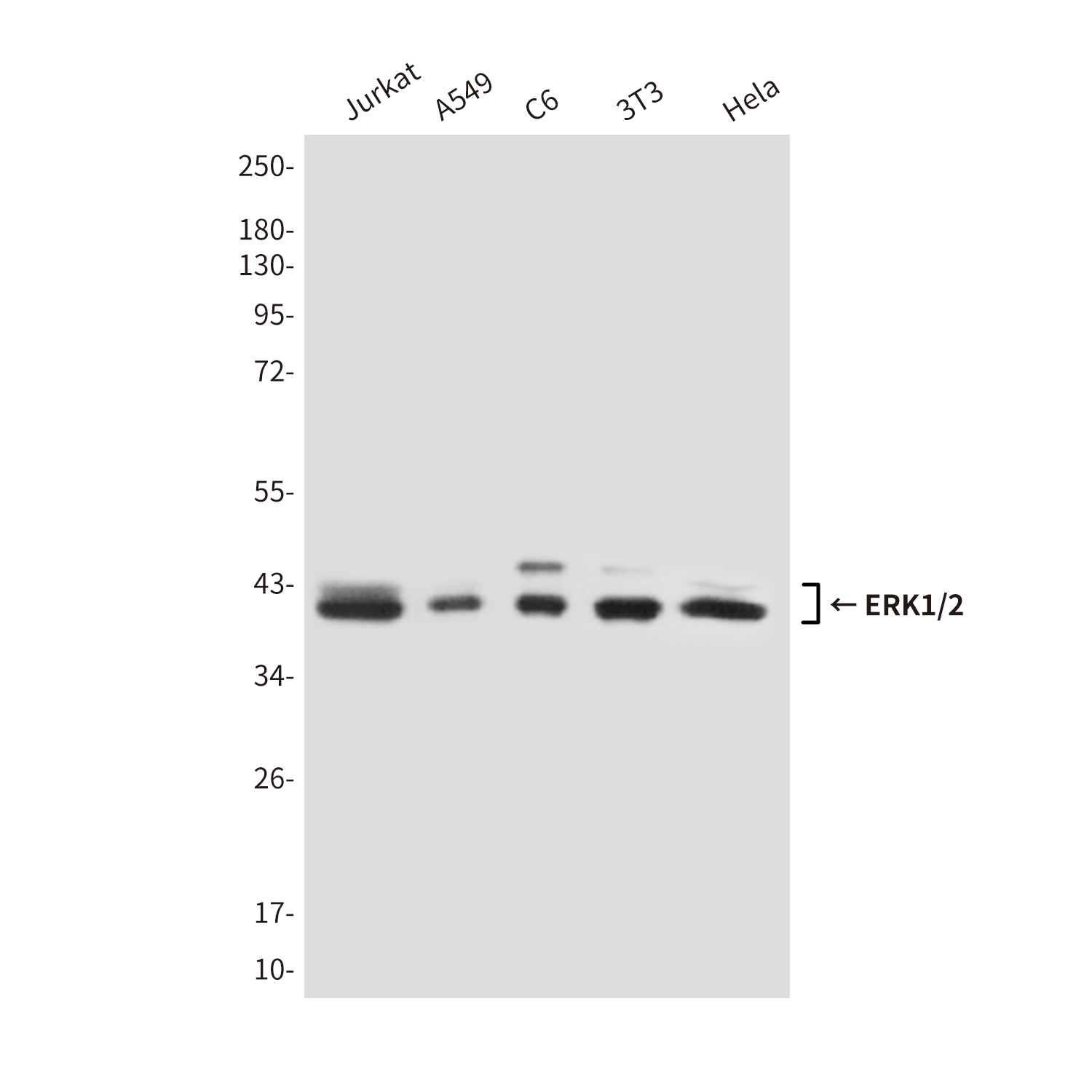 Mouse anti-ERK1/2 Monoclonal Antibody(4F3)