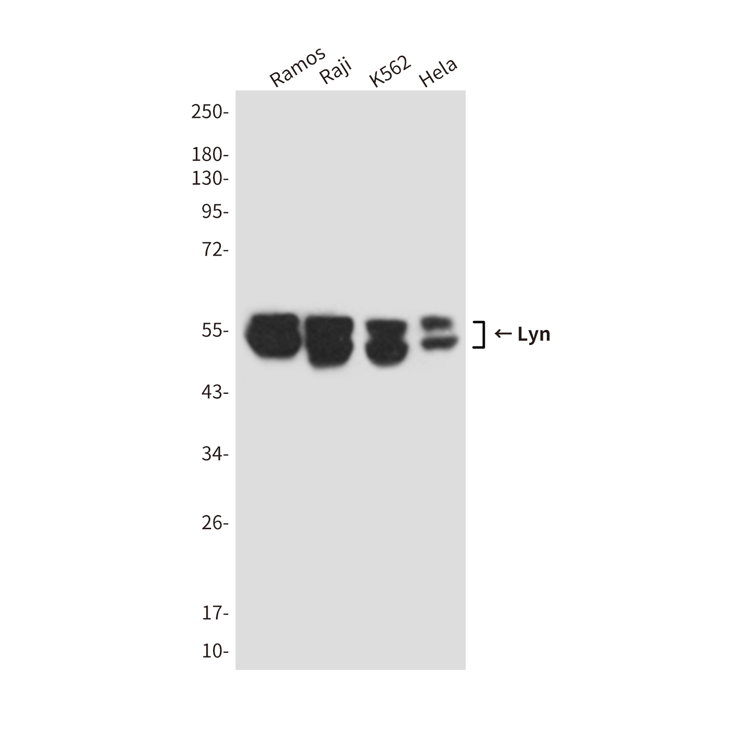 Mouse anti-Lyn Monoclonal Antibody(1C8)