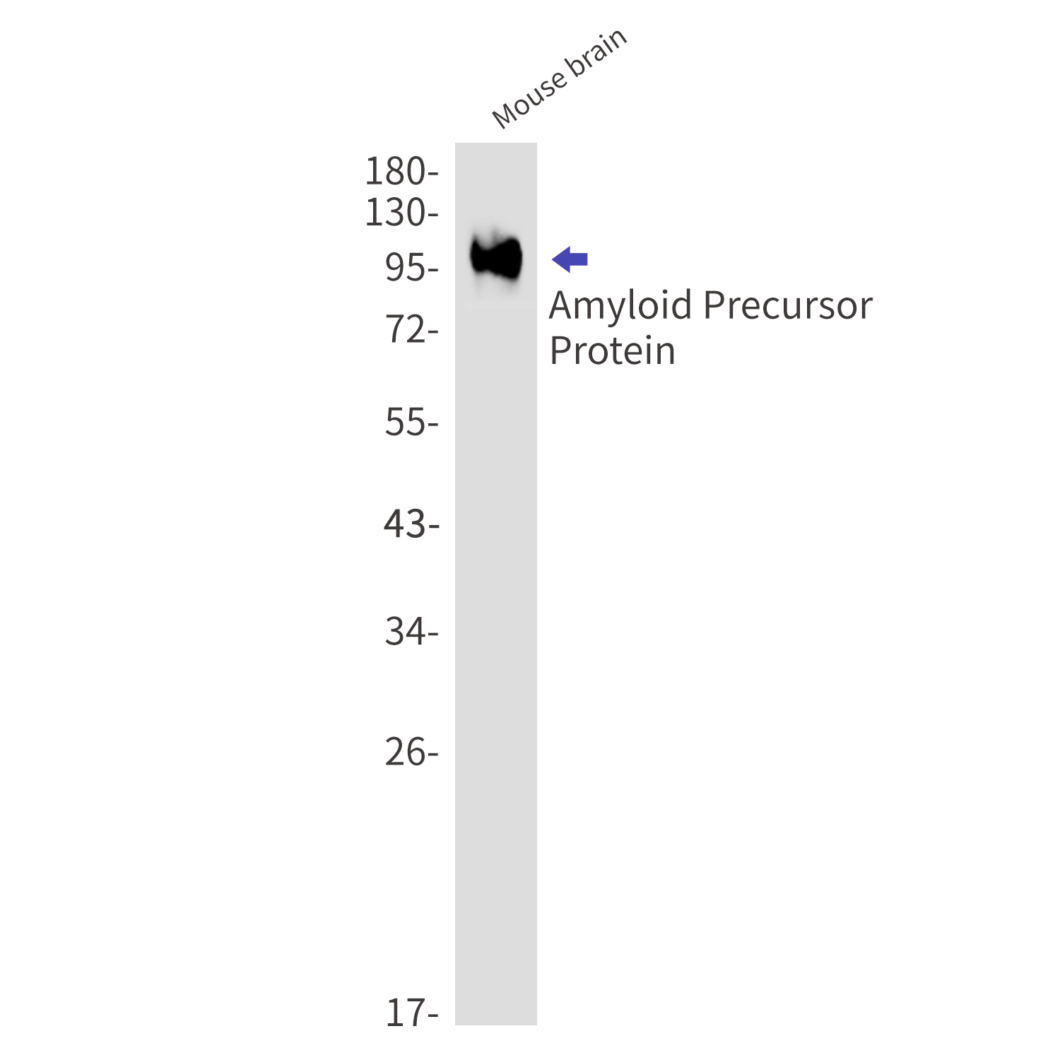 Rabbit Anti Amyloid Precursor Protein Monoclonal Antibody 3f7 爱必信 Absin 官网