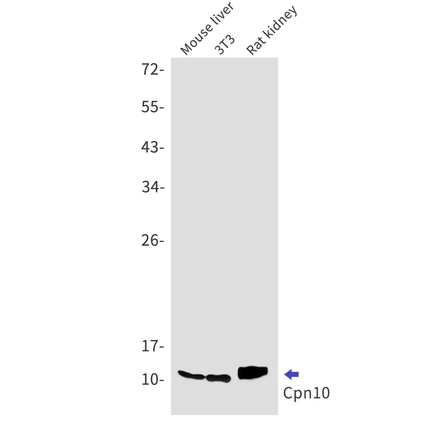 Rabbit anti-Cpn10 Monoclonal Antibody(3K6)