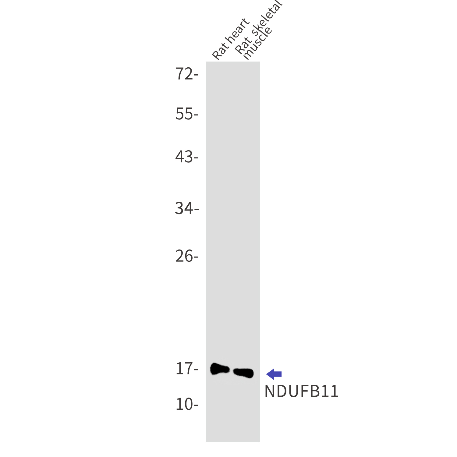 Rabbit anti-NDUFB11 Monoclonal Antibody(7D9)