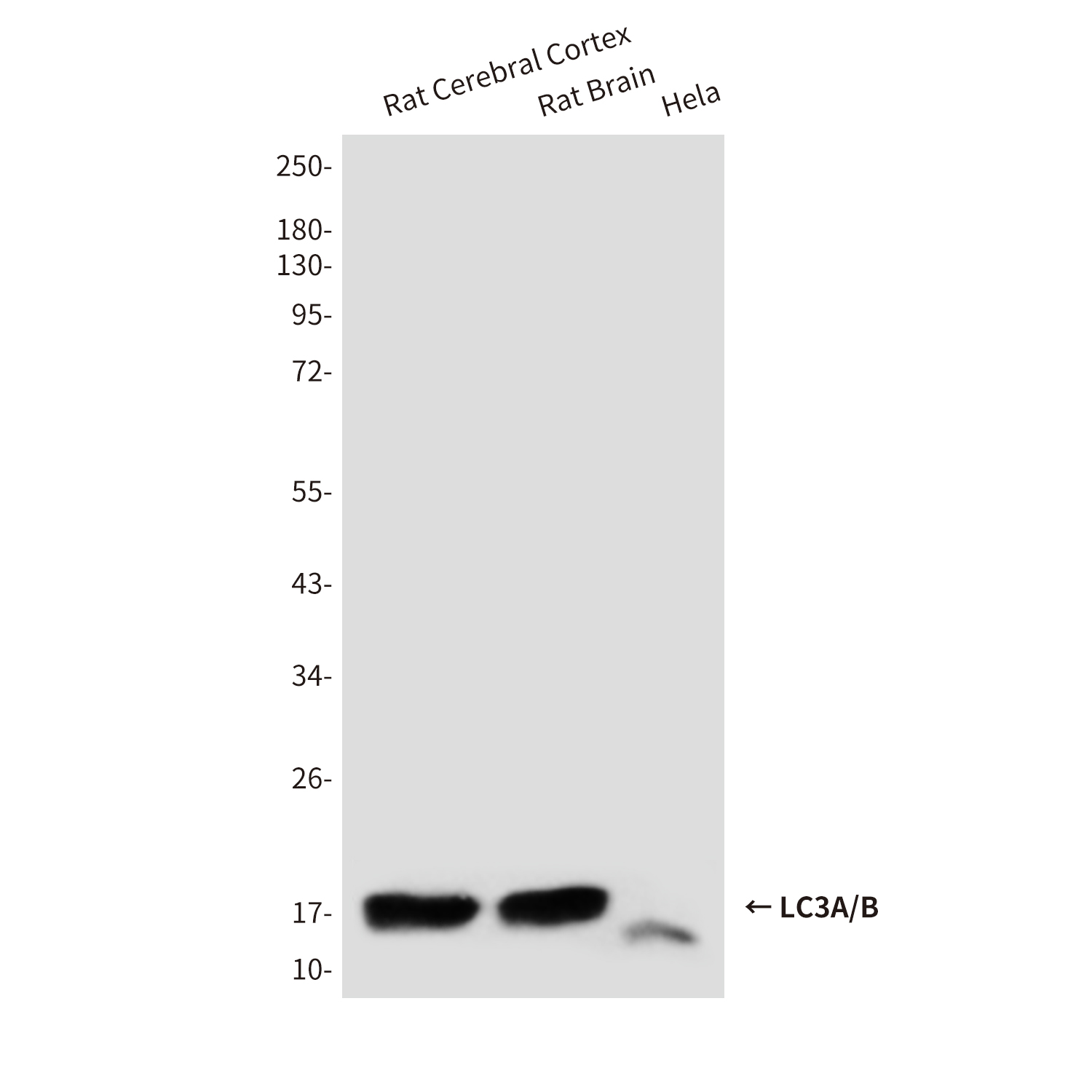 Mouse anti-LC3A/B Monoclonal Antibody(3E9)