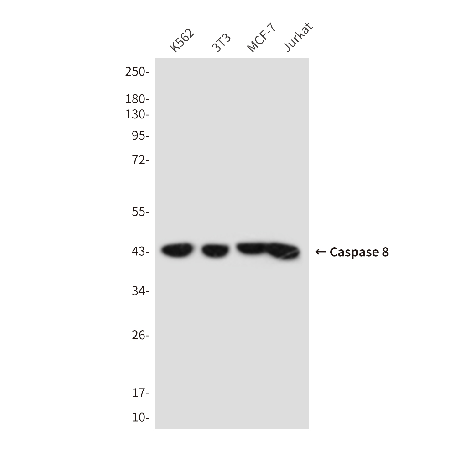 Mouse anti-Cleaved-Caspase8 Monoclonal Antibody(4C2)