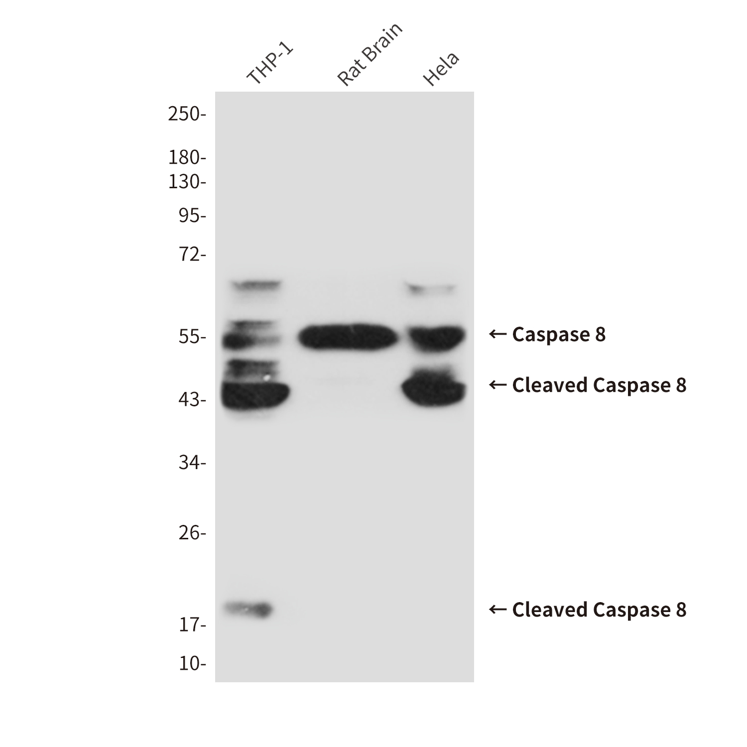 Mouse anti-Cleaved-Caspase8 Monoclonal Antibody(4C2)