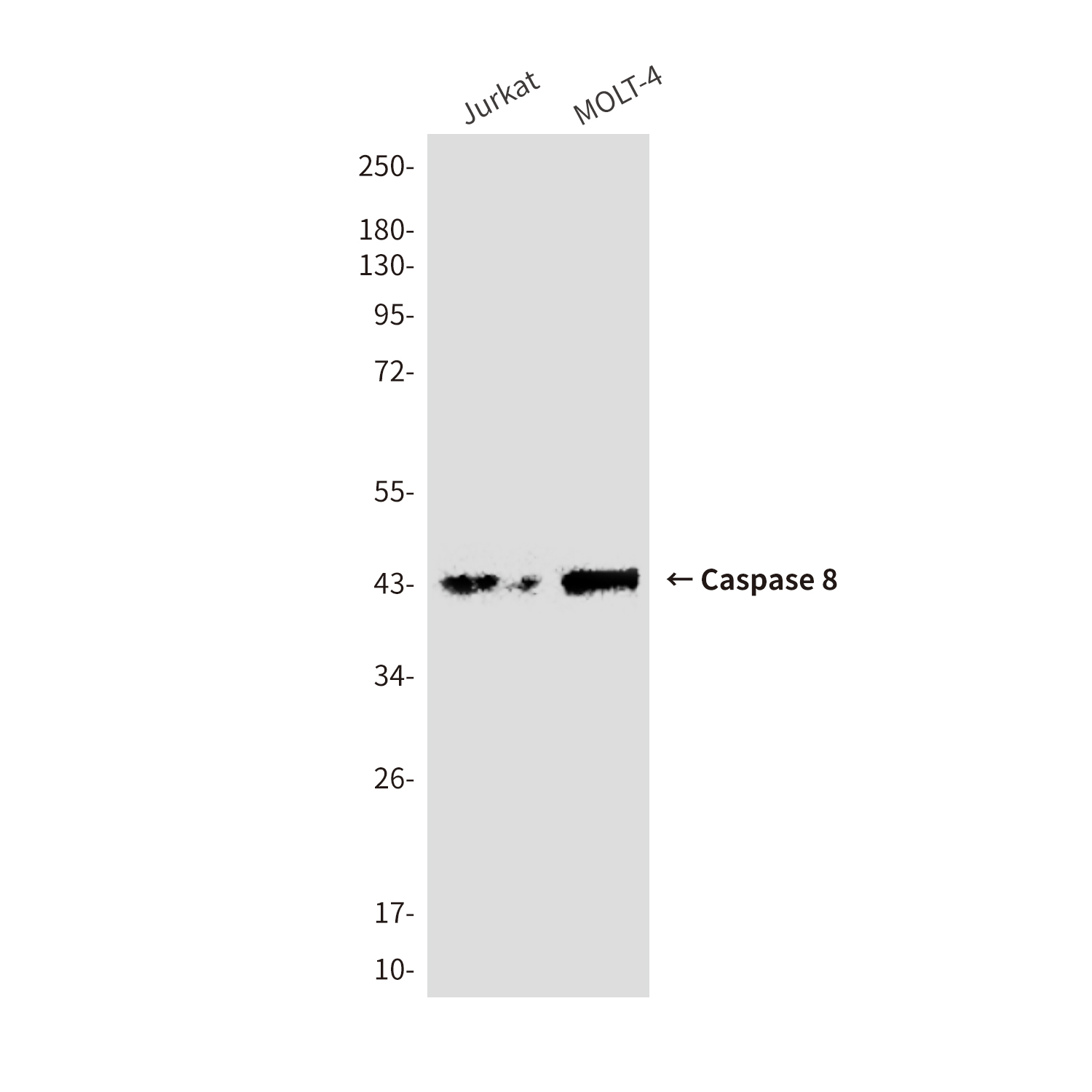 Mouse anti-Cleaved-Caspase8 Monoclonal Antibody(4C2)