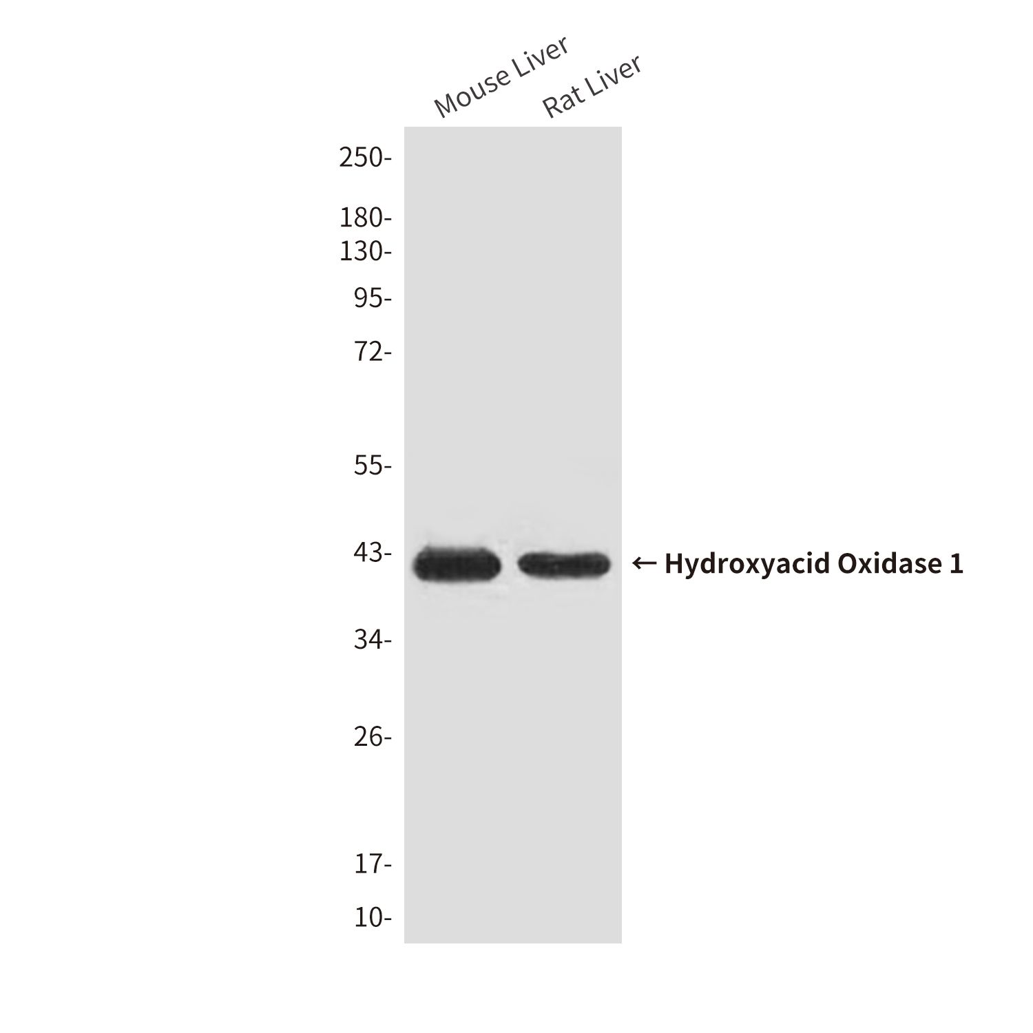 Mouse anti-Hydroxyacid Oxidase 1 Monoclonal Antibody(4B4)