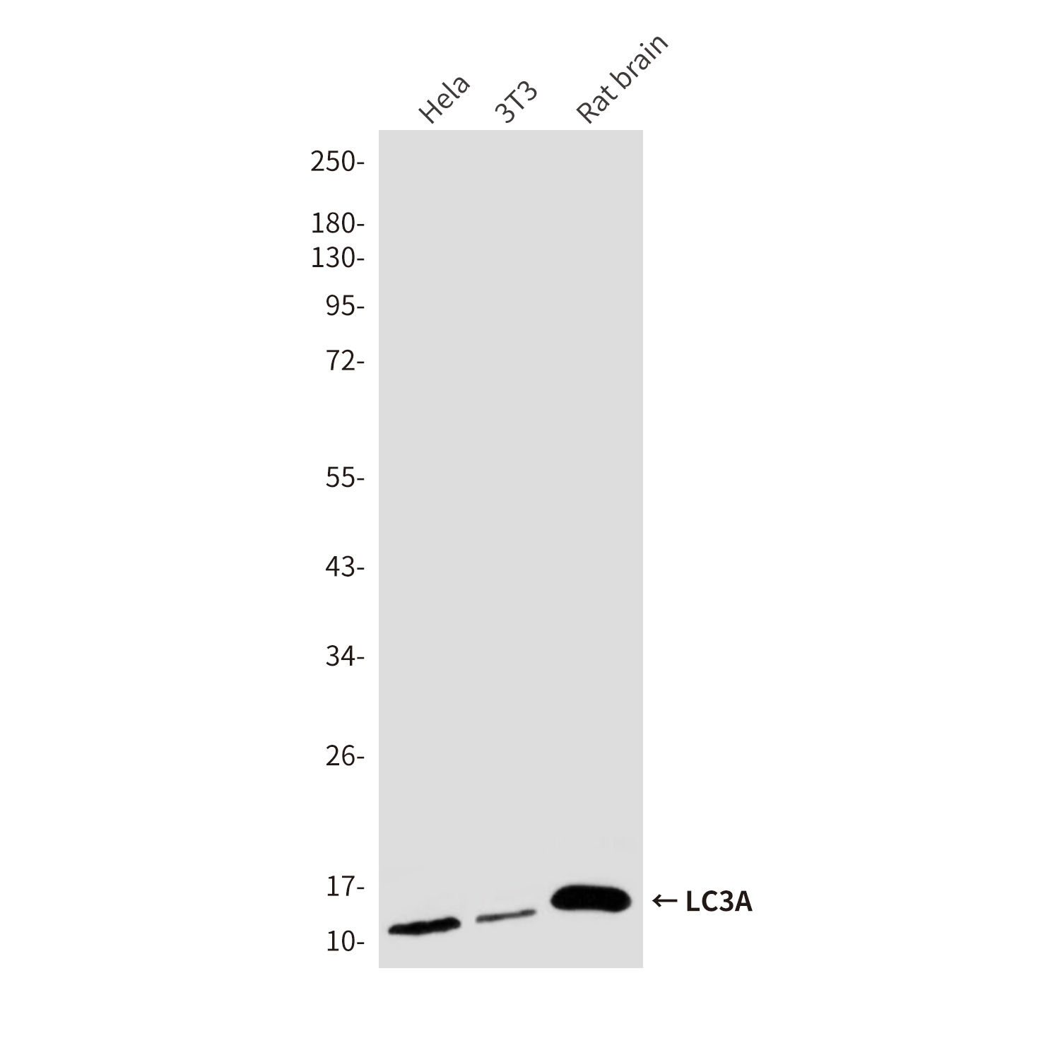 Mouse anti-LC3A Monoclonal Antibody(8F5)