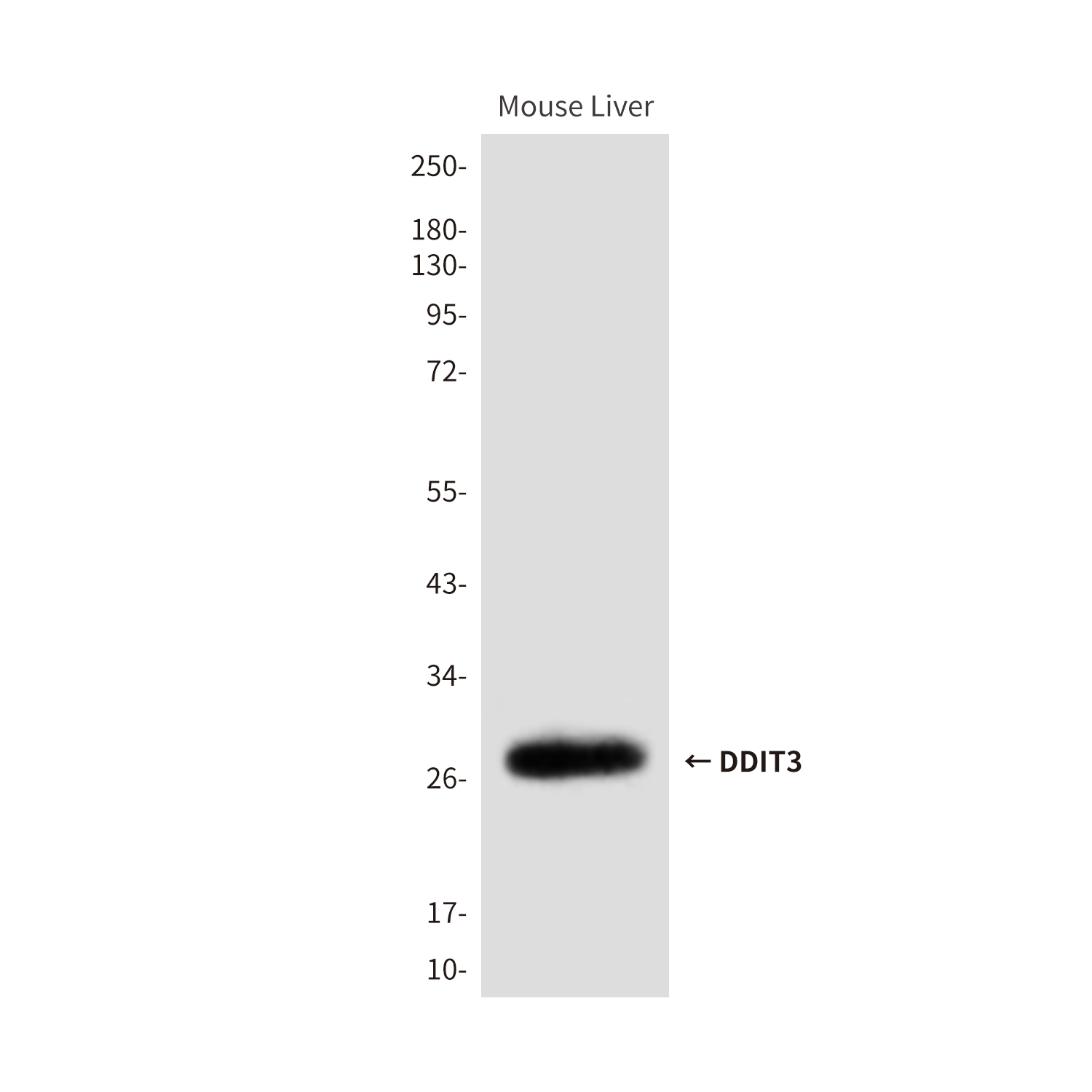 Mouse anti-DDIT3 Monoclonal Antibody(7G7)
