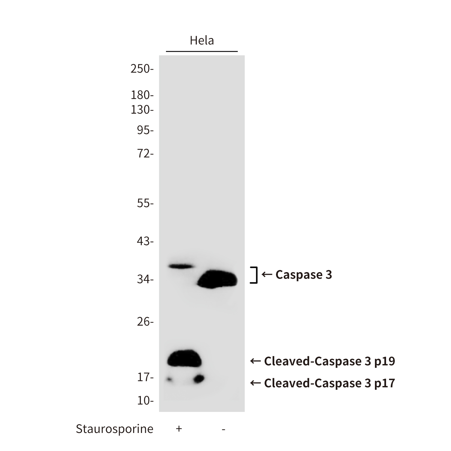 Rabbit anti-Cleaved-Caspase 3 p17 Polyclonal Antibody