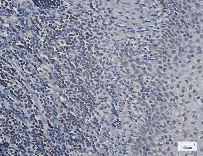 Rabbit anti-RPA32 Monoclonal Antibody(8A3)