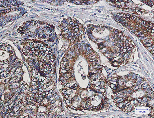 Rabbit anti-Cpn10 Monoclonal Antibody(3K6)