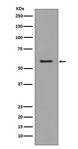 Rabbit anti-CCR3 Polyclonal Antibody