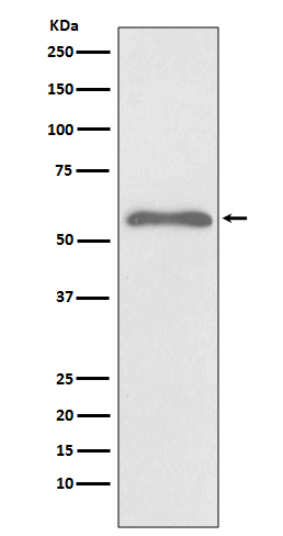 Rabbit anti-Phospho-Smad2(Ser255) Polyclonal Antibody