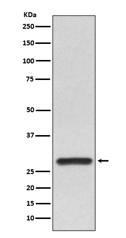 Rabbit anti-14-3-3 α/β Polyclonal Antibody