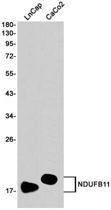Rabbit anti-NDUFB11 Monoclonal Antibody(7D9)