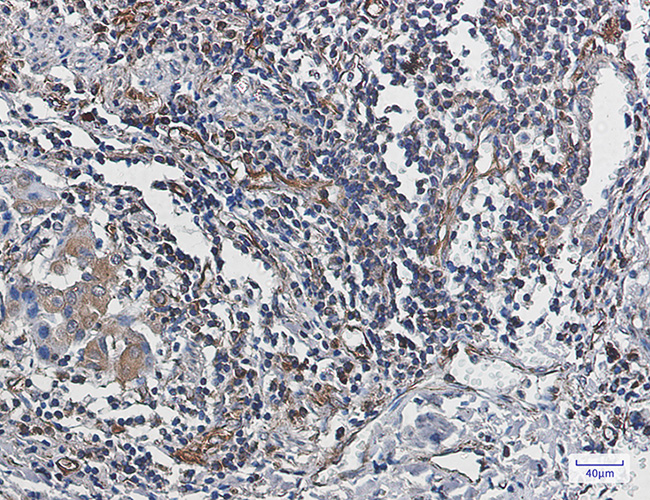 Rabbit anti-Caspase 10 Monoclonal Antibody(2J3)