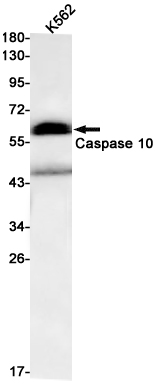 Rabbit anti-Caspase 10 Monoclonal Antibody(2J3)