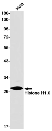 Rabbit anti-Histone H1.0 Monoclonal Antibody(8B3)