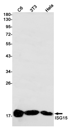 Rabbit anti-ISG15 Monoclonal Antibody(1H5)