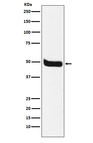 Rabbit anti-Neurokinin 1 Receptor Polyclonal Antibody