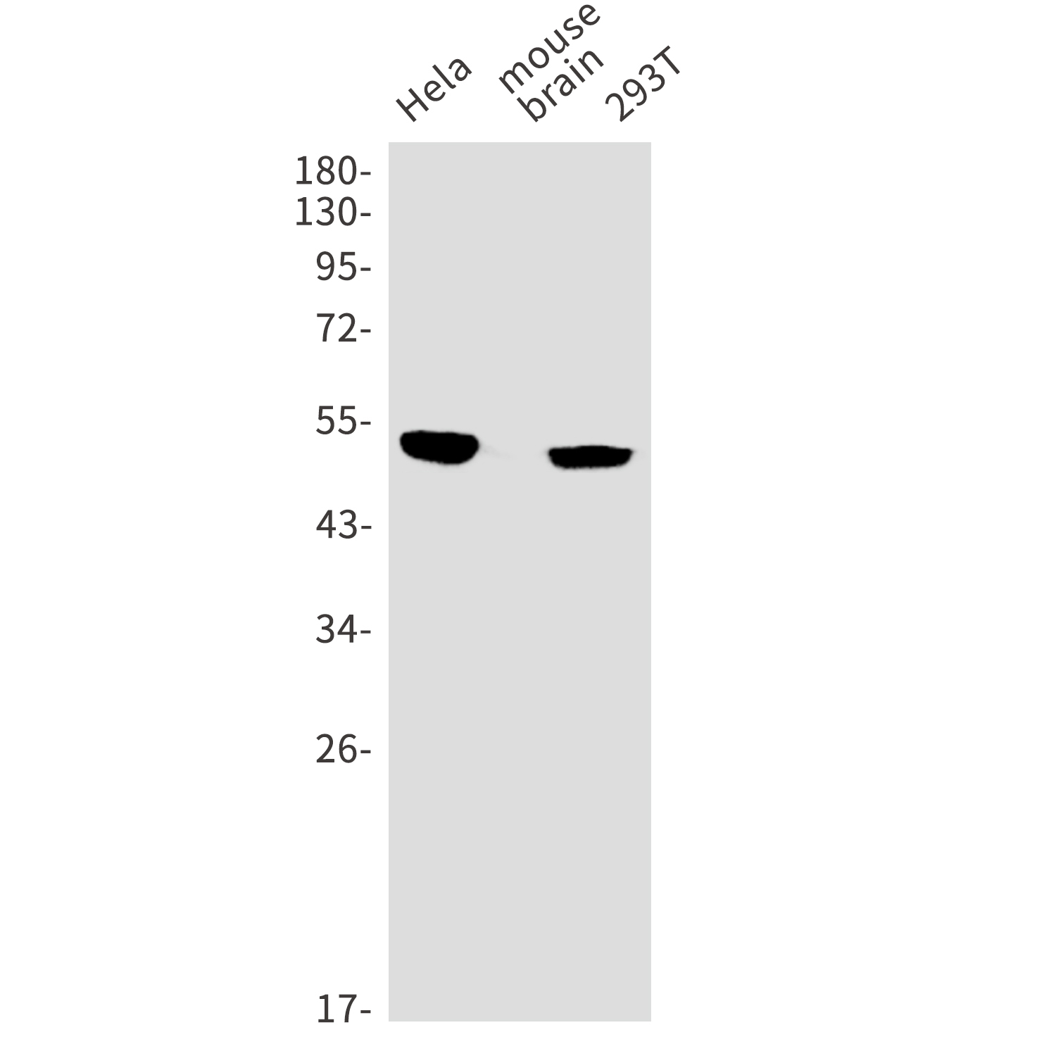Rabbit anti-Glutathione Syn-se Monoclonal Antibody-5G5_Absin_优宁维(univ)商城
