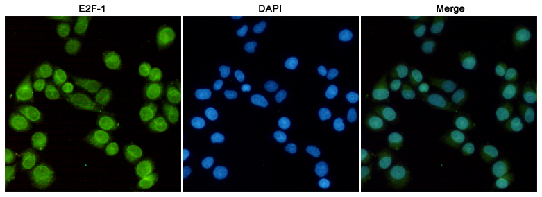 Mouse anti-E2F1 Monoclonal Antibody(4G8)