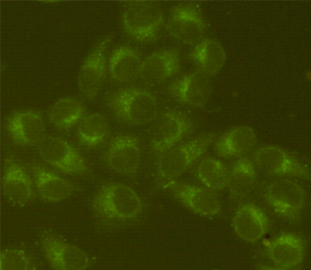 Mouse anti-GRP78 BiP Monoclonal Antibody(4F11)