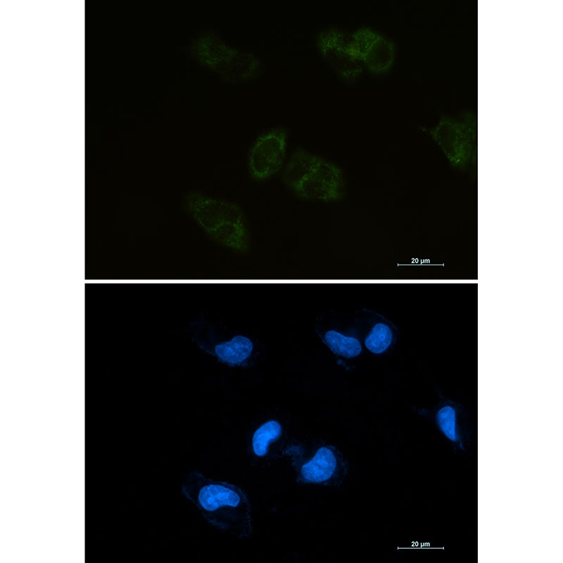 Rabbit anti-BMP4 Monoclonal Antibody(2G4)