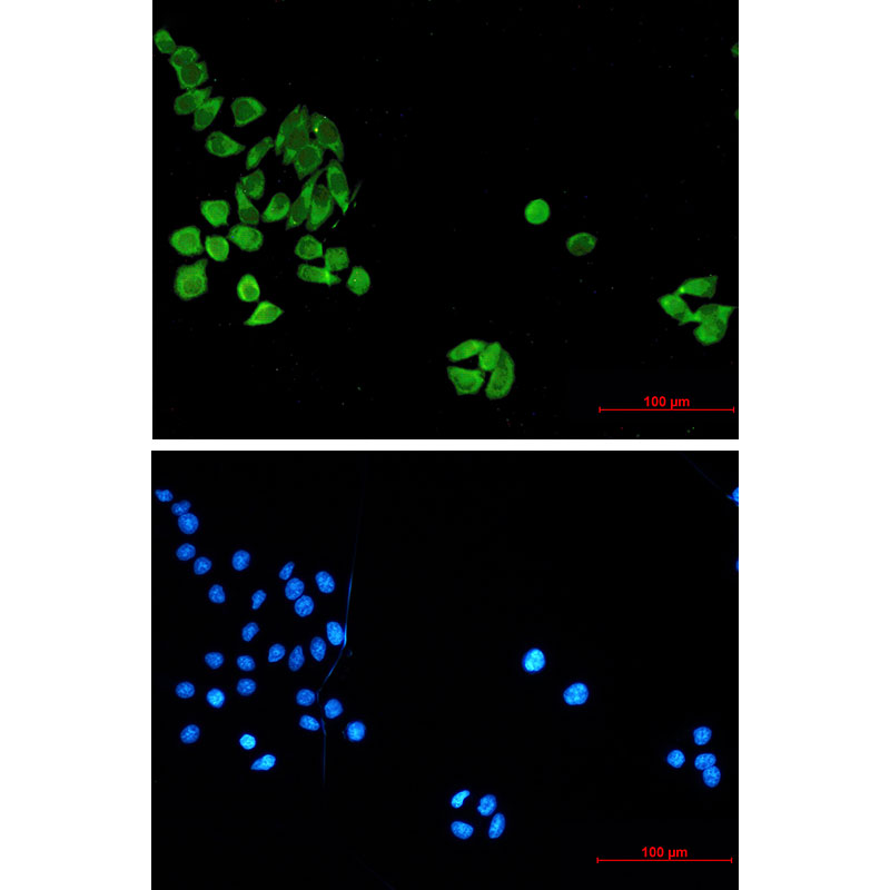 Mouse anti-Cleaved-Caspase8 Monoclonal Antibody(4C2)