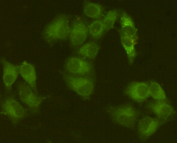 Mouse anti-JAK1 Monoclonal Antibody(8B8)