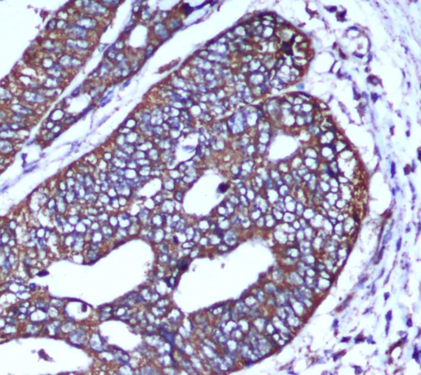 Mouse anti-COX IV Monoclonal Antibody(4D11)