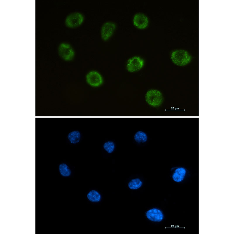 Rabbit anti-MOG Monoclonal Antibody(4K8)