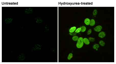 Mouse anti-Phospho-Histone H2A.X(Ser139)(2A9) Monoclonal Antibody(2A9)