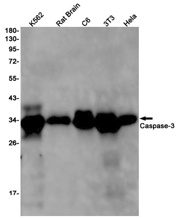 Rabbit anti-Caspase 3 Monoclonal Antibody(6F2)