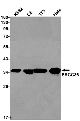 Rabbit anti-BRCC36 Monoclonal Antibody(7E5)