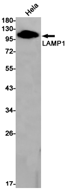 Rabbit anti-LAMP1 Monoclonal Antibody(7D4)