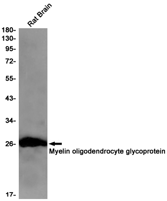 Rabbit anti-MOG Monoclonal Antibody(4K8)