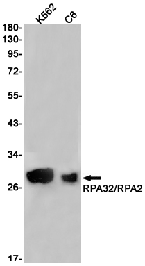 Rabbit anti-RPA32 Monoclonal Antibody(8A3)