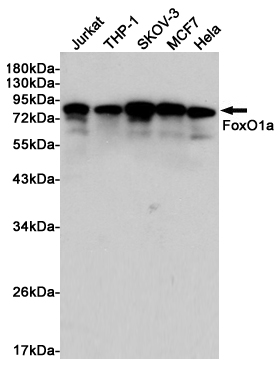 Rabbit anti-FOXO1 Polyclonal Antibody