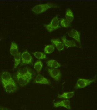 Mouse anti-AIF Monoclonal Antibody(8H1)