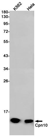 Rabbit anti-Cpn10 Monoclonal Antibody(3K6)