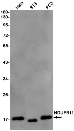 Rabbit anti-NDUFB11 Monoclonal Antibody(7D9)