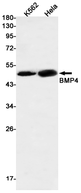 Rabbit anti-BMP4 Monoclonal Antibody(2G4)
