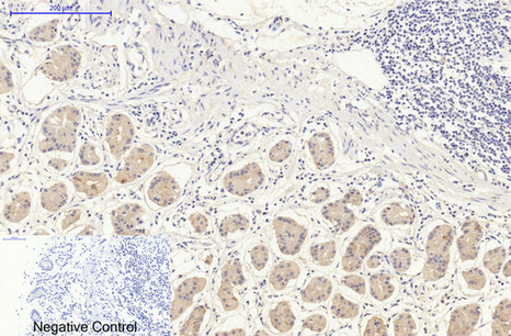 Mouse anti-DDIT3 Monoclonal Antibody(7G7)
