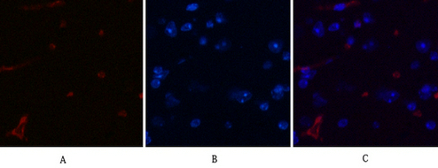 Mouse anti-DDIT3 Monoclonal Antibody(7G7)