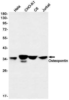 Rabbit anti-Osteopontin Monoclonal Antibody(1C5)