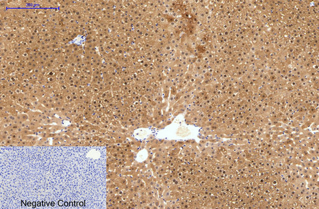 Mouse anti-Hydroxyacid Oxidase 1 Monoclonal Antibody(4B4)